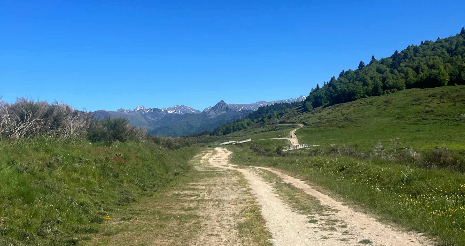 Fleur de montagne (Gentiane)